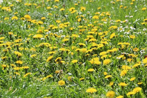 nature  flower  plant