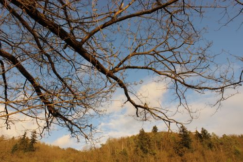 nature sky forest