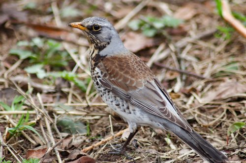 nature  bird  living nature