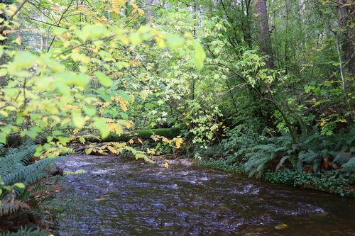 nature  wood  water