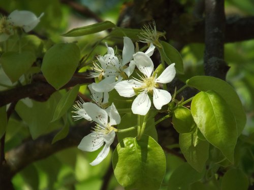 nature  plant  flower