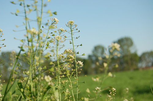 nature  summer  flower