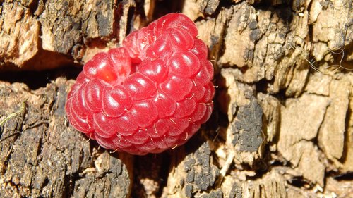 nature  raspberry  stump
