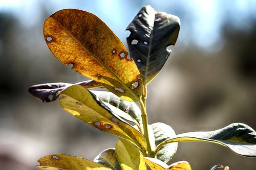 nature  leaf  outdoors