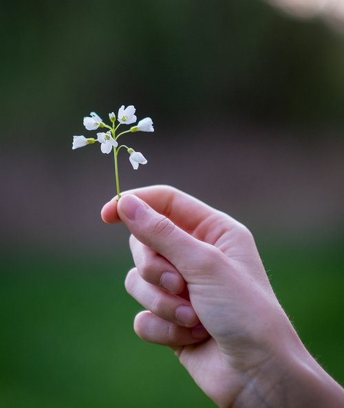 nature  flower  hand