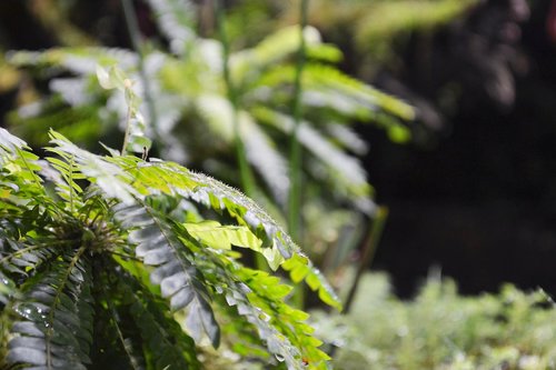 nature  sheet  plant