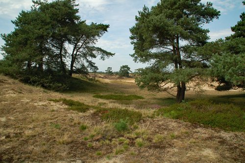 nature  landscape  trees