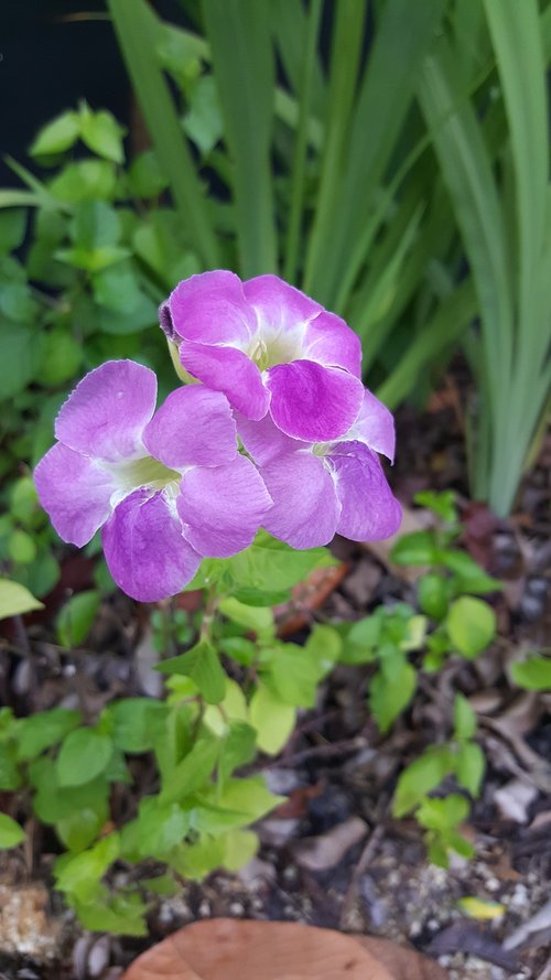 nature  flora  flower