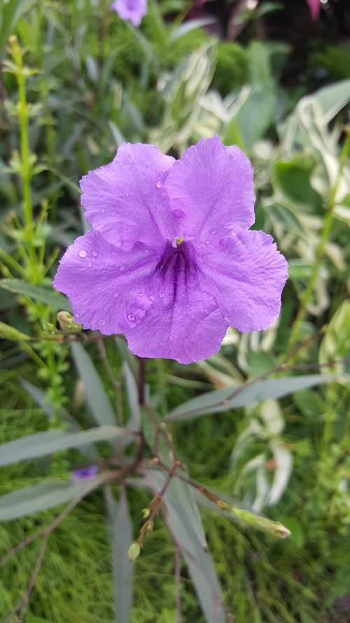 nature  flower  flora