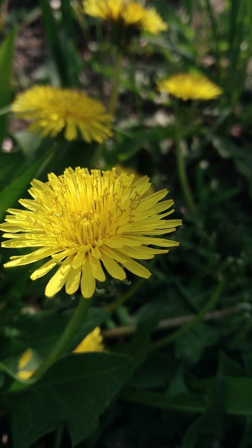 nature  flora  flower