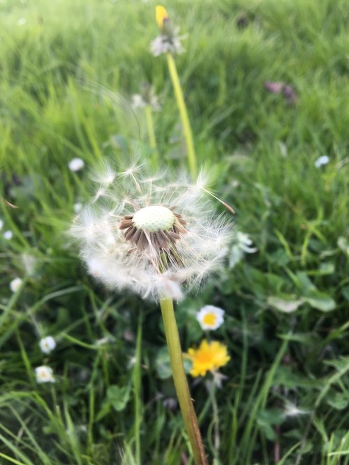 nature  dandelion  grass