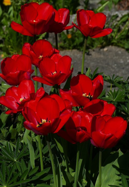 nature  flowers  red