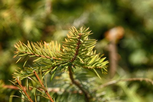 nature  pine  needle