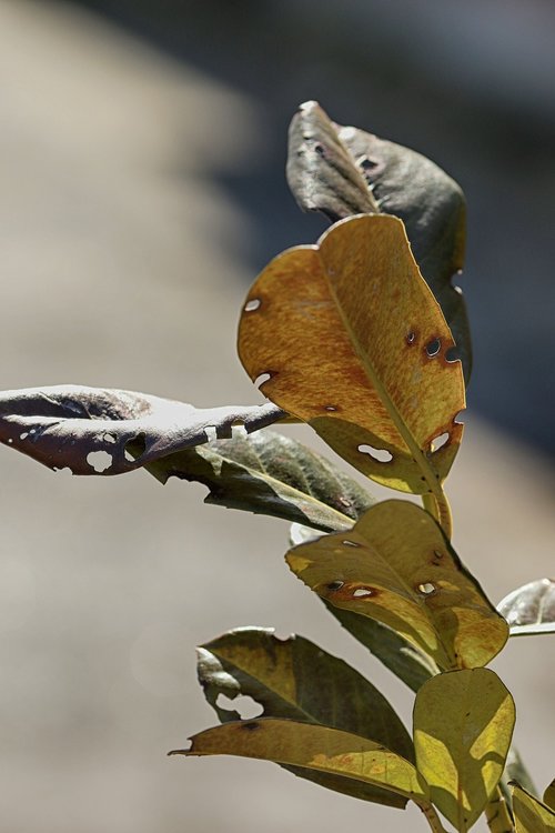 nature  leaf  outdoors