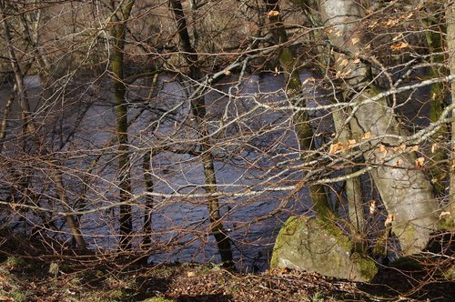 nature  wood  tree