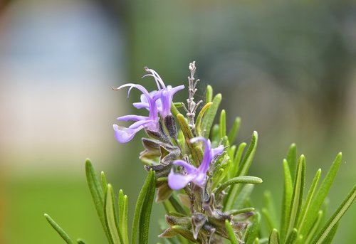 nature  plant  flower