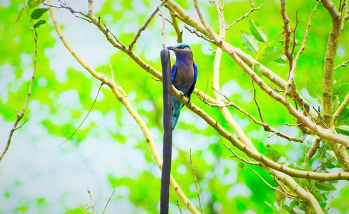 nature  bird  tree