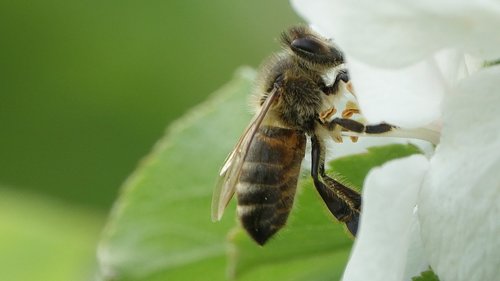 nature  bee  no person