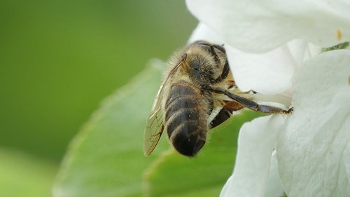 nature  insect  animal