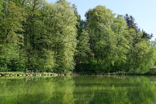 nature  tree  forest