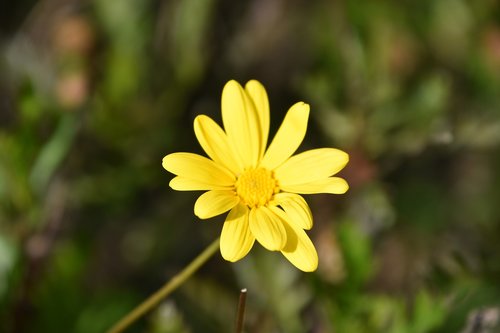 nature  plant  flower