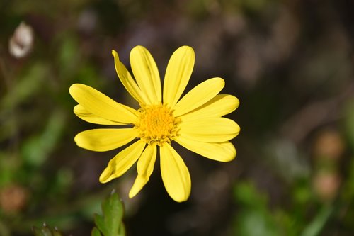 nature  plant  flower