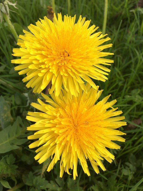 nature  flower  summer