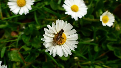 nature  plant  flower