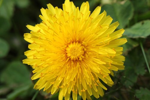 nature  flower  plant