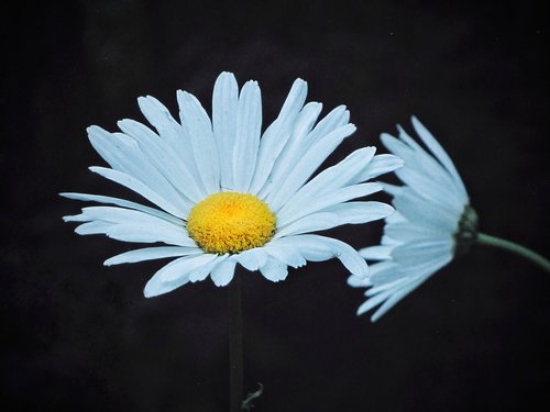 nature  plant  flower