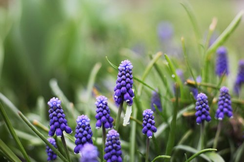 nature  plant  flower