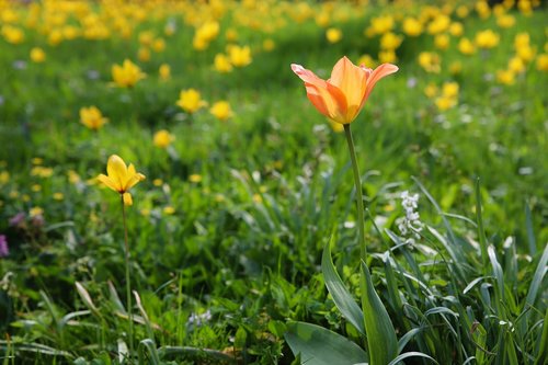 nature  field  plant