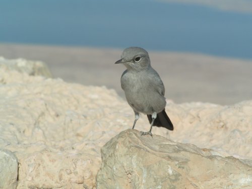 nature  bird  outdoors