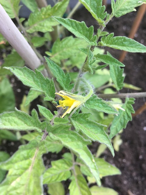 nature  leaf  plant