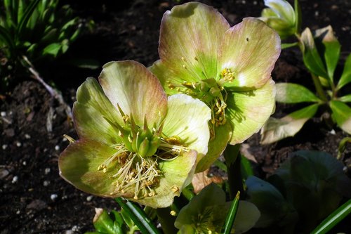 nature  flower  hellebore