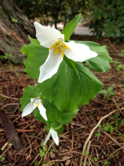 nature  flower  flora