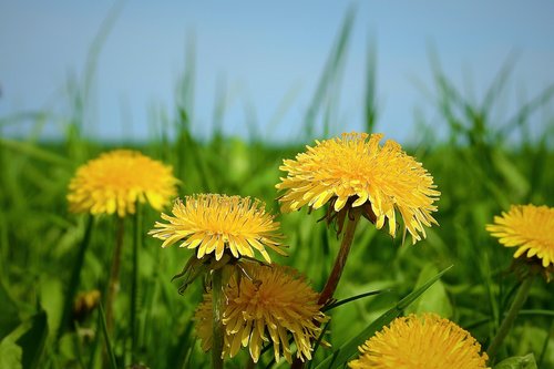 nature  plant  field