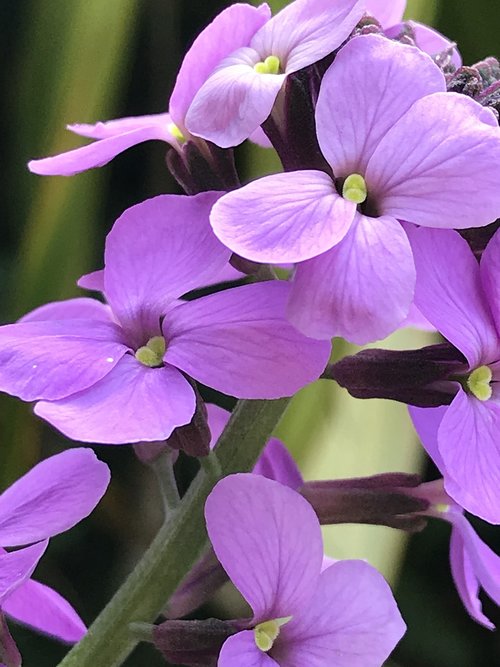 nature  flower  flora