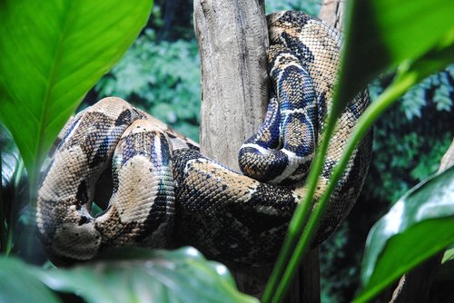 nature  snake  reptilia