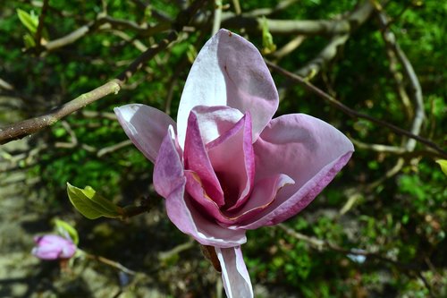 nature  flower  plant