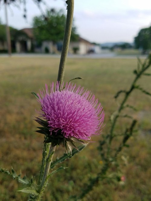 nature  flora  outdoors