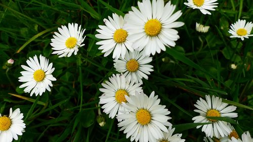 nature  plant  flower