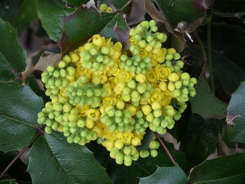 nature  leaf  plant