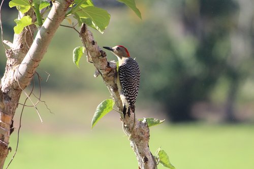 nature  bird  wildlife