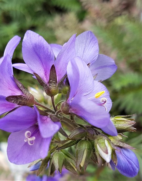 nature  flower  flora