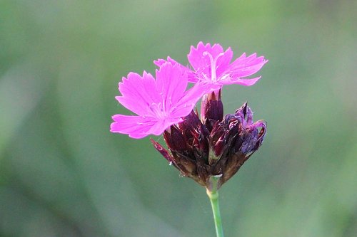 nature  summer  flower