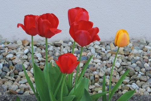 nature  flower  plant