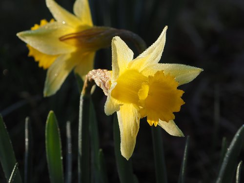 nature  plant  flower