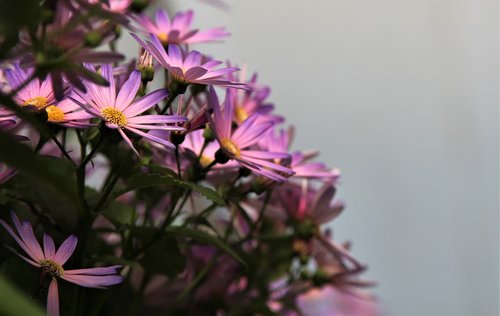 nature  flower  flora