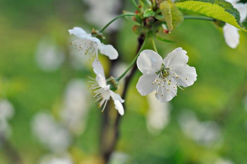 nature  flower  plant